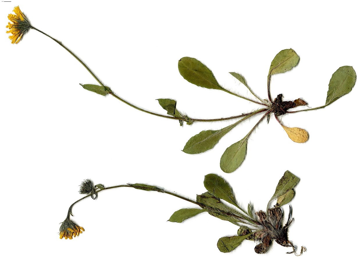 Hieracium ramondii (Asteraceae)